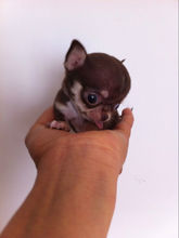 吉娃娃饲养容易吗,吉娃娃犬好训练吗