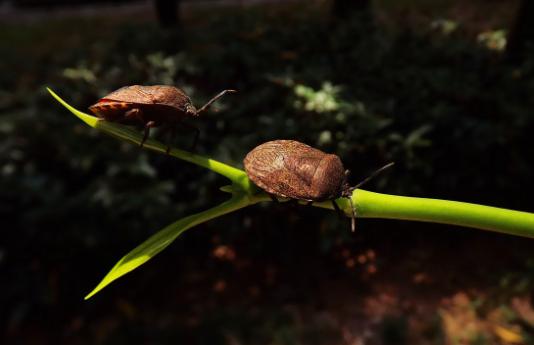 真正的害虫是什么,十大最常见的害虫排名