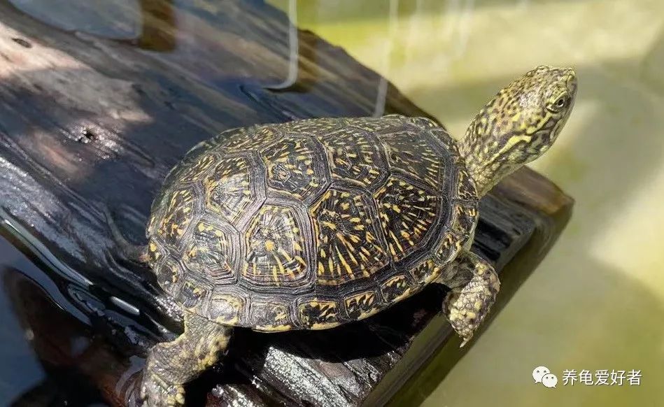 养龟一般吃什么东西,龟缸的大小会影响龟的生长吗