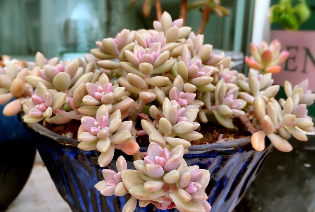 好养而且容易爆盆的多肉 (在家养这几种多肉分分钟养爆盆)