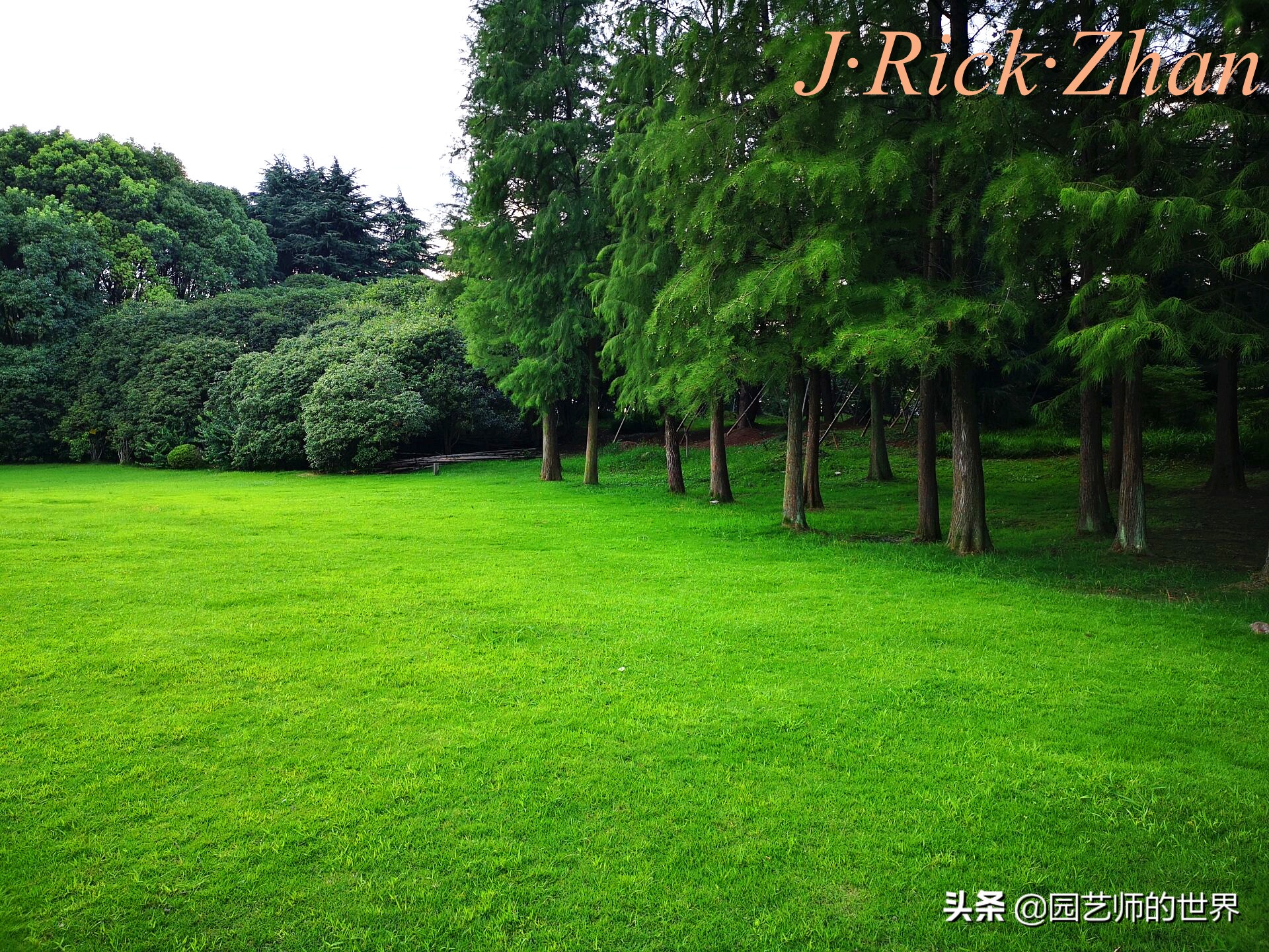 适合北方庭院种植的低矮草坪,家庭庭院怎样混搭种植草坪和蔬菜