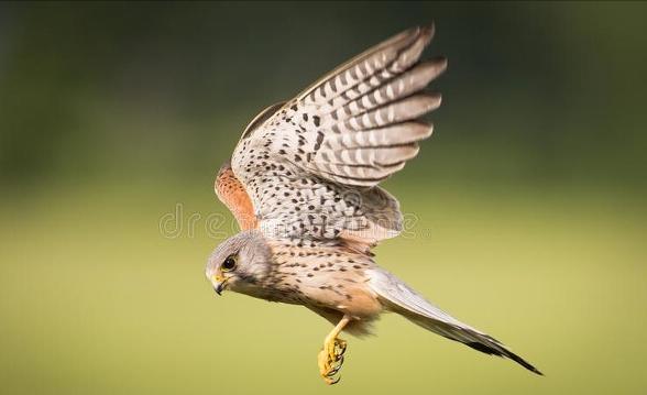 东江揽胜,惠州淡水常见鸟类图谱