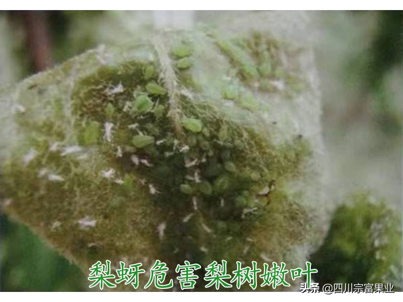 梨树上有卷叶蚜打什么药,梨蚜用什么农药防治