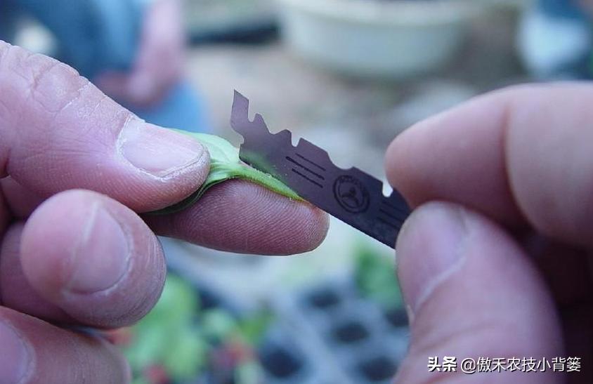 黄瓜嫁接育苗技术规范,黄瓜顶端嫁接快速技巧
