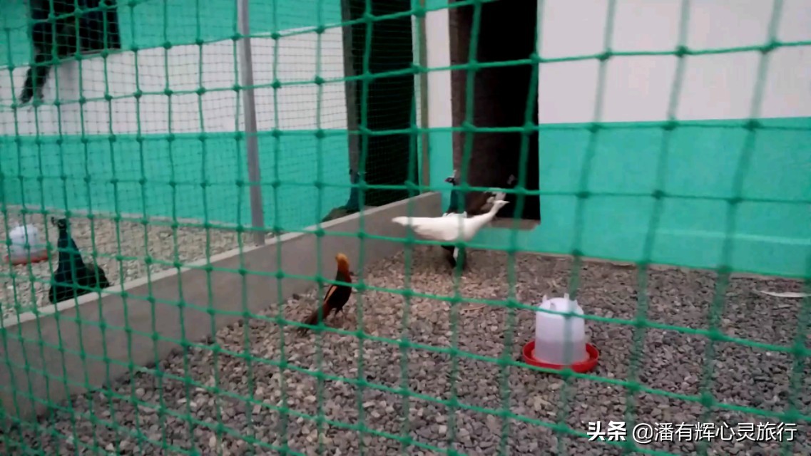 徒步第126天海南环岛行,徒步135天到大悟视频