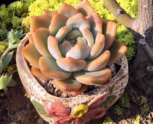 多肉养殖知识,多肉植物养护养花小知识