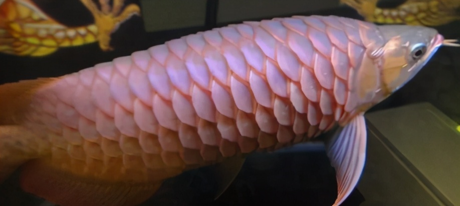 小龙鱼疾病,龙鱼突发疾病