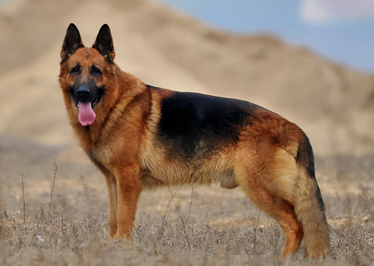 边境柯利牧羊犬体臭,喜乐蒂牧羊犬有体臭吗