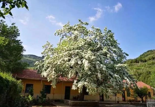 潍坊这5条颜值爆表的自驾线路，藏着美景无数，每一公里都美到极致！