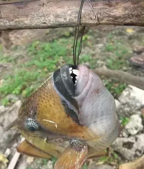 鲨鱼真的是那么恐怖吗,鲨鱼真的有那么凶残吗