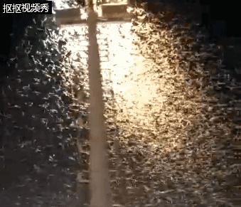 南方暴雨过后的水蚁有多可怕,暴雨后大水蚁怎么处理