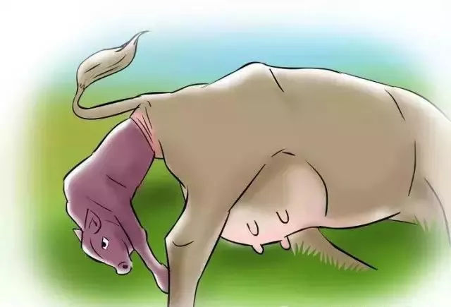 母牛难产死亡的原因,母牛难产的原因是什么