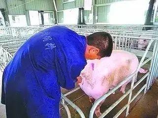 母猪授精早晚与产崽数量关系,怎样掌握母猪最佳的授精时期