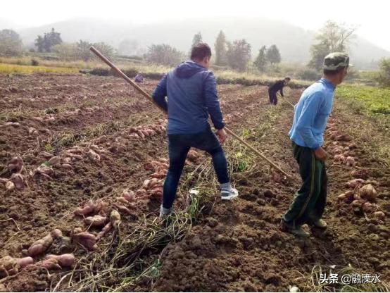 溧水石湫上方村老粉坊的坚守产出浓浓家乡味道
