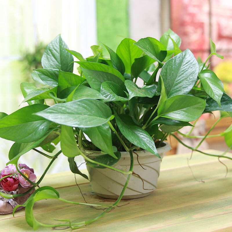 啤酒养花能不能改善土壤,啤酒养花要经过稀释后才能浇花