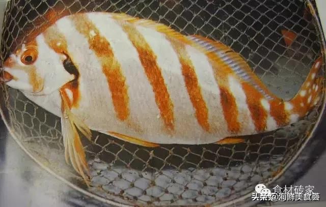 基本绝灭的香港鱼王，不管价格多高，总也拦不住那群嗜鱼如命的人