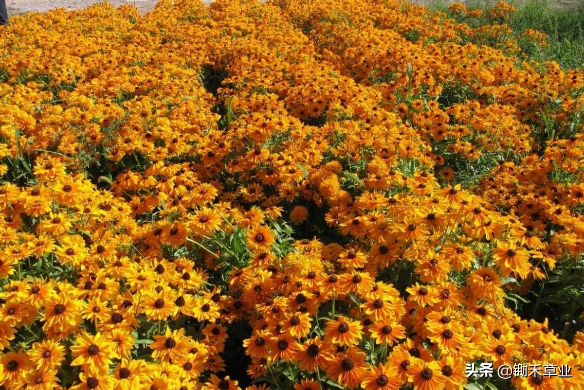 不低头始终向阳-黑心菊