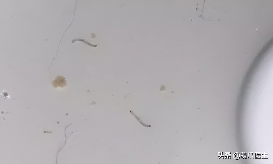 用了五年的饮水机,用了饮水机猫咪喝水量增多