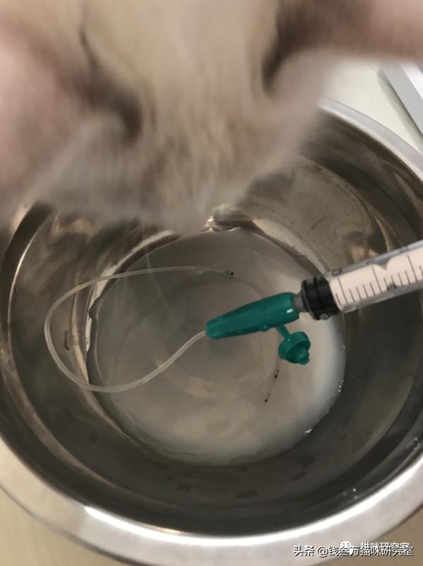 刚生的小猫母猫不在如何照顾,早产没长毛的小猫怎么救活