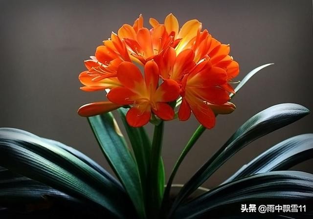 怎样让君子兰安全度过夏季,君子兰夏季怎样管理