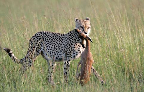 速度之王猎豹,速度之王捕猎