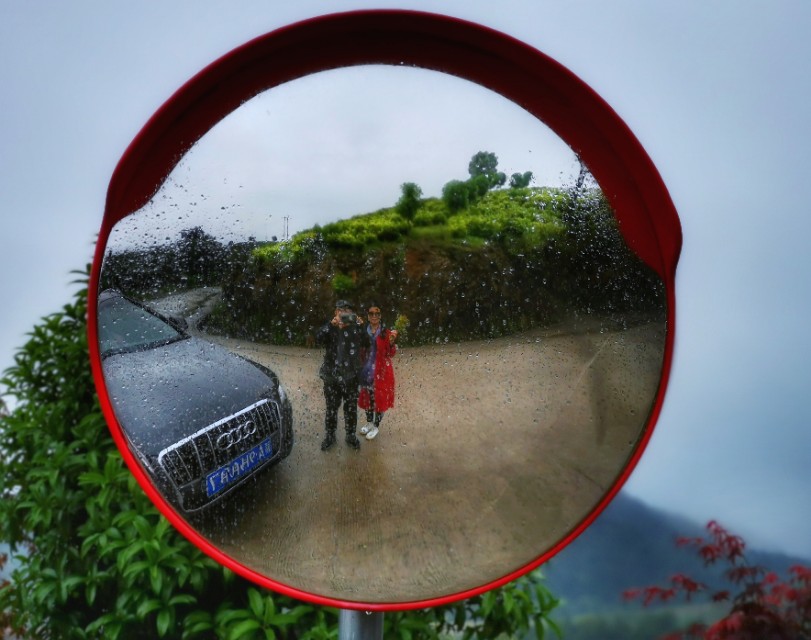 江西靖安最好的茶园,靖安高山白茶茶园