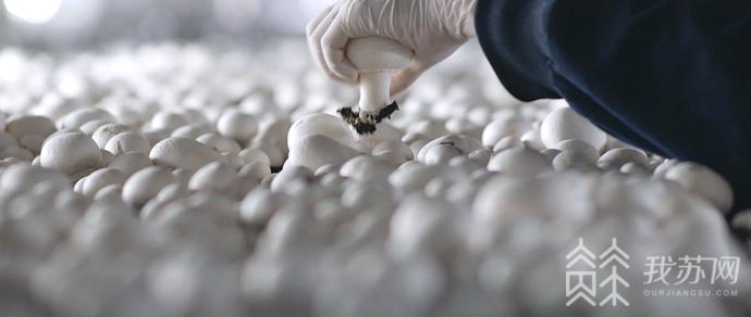 灌南县的未来发展之路,从产业地到产业高地的转变