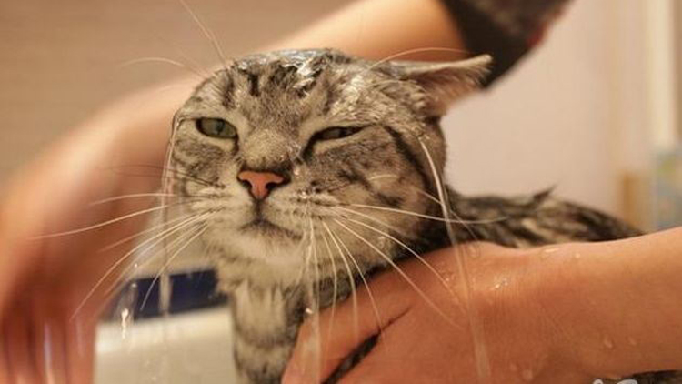 猫咪如何洗澡的正确方法,猫咪正确洗澡要不要去油
