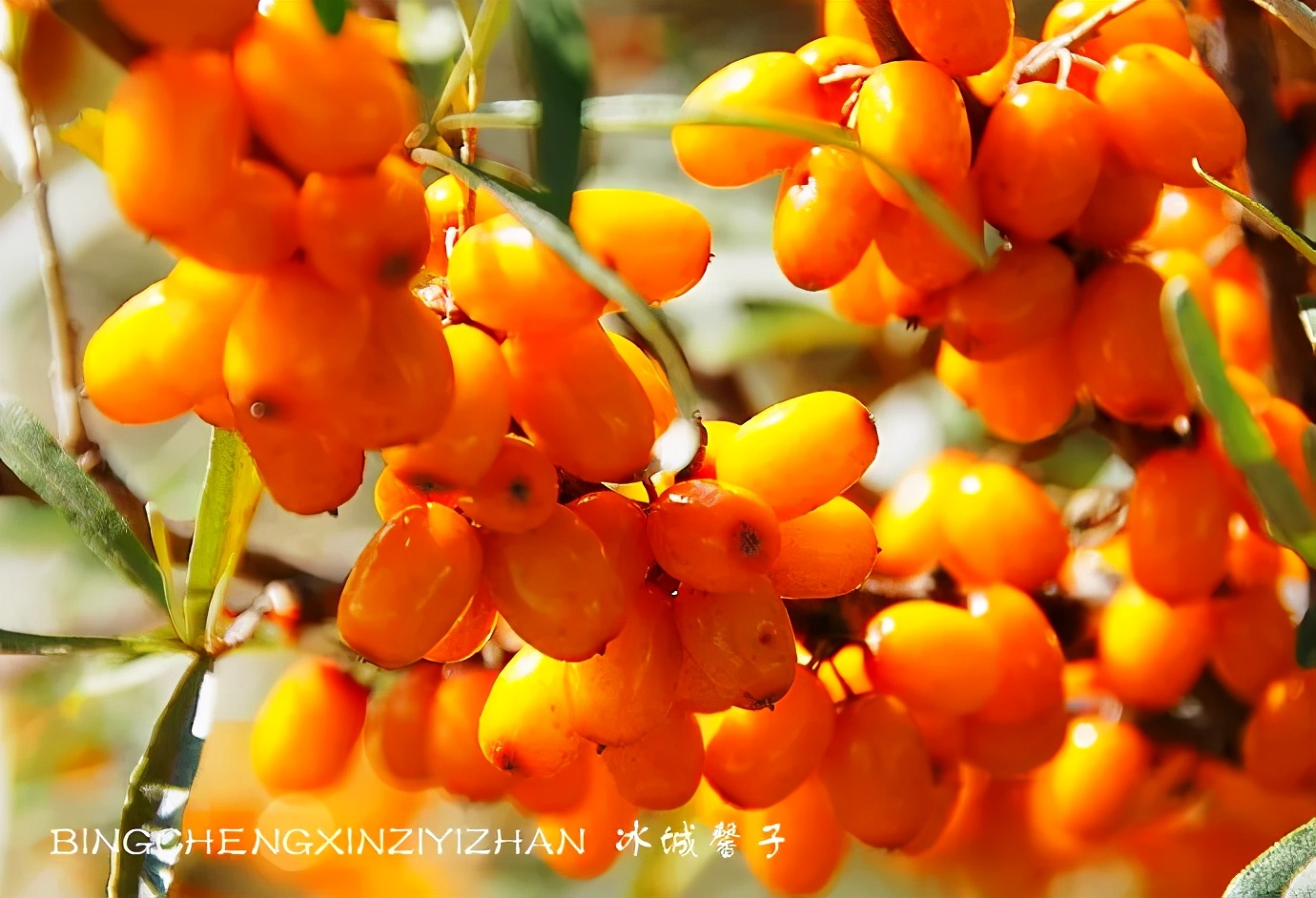 黑河挨着哪里,黑河远方文学