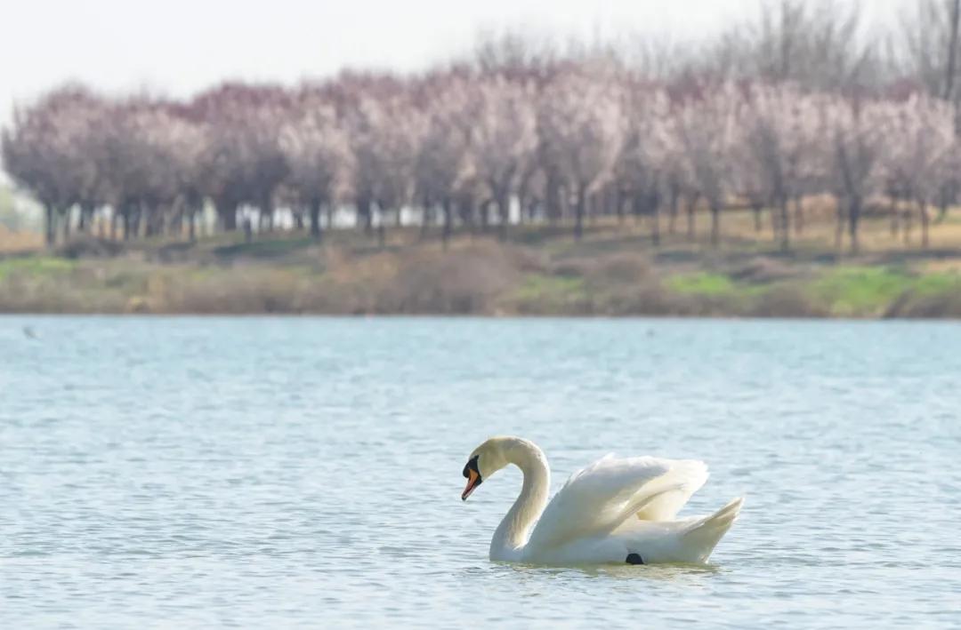 郑州暂停开放全市旅游景区,郑州正在建设的旅游景区