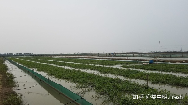 正宗阳澄湖大闸蟹几月份可以吃到,阳澄湖大闸蟹一般什么季节比较好