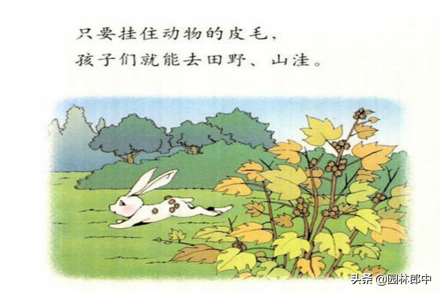 农村这种植物十分少见,农村这些植物你见过吗