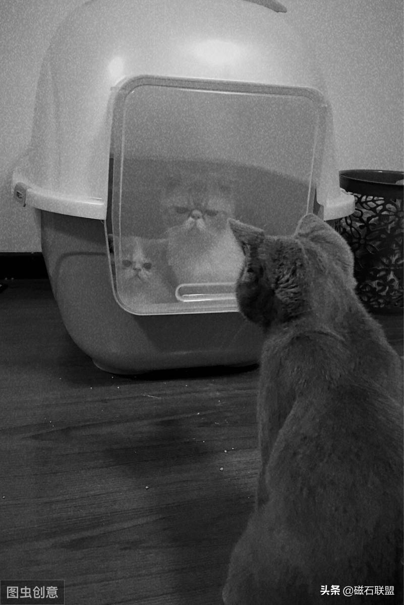 新手养猫怎么给猫咪养成习惯,新手养猫各阶段猫咪该如何喂养