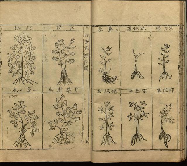 本草纲目中插图是李时珍画的吗,本草纲目李时珍插图