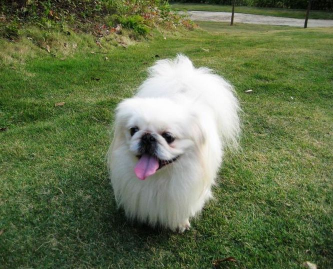 不掉毛无体味性格温顺的小型犬,宠物狗大全表