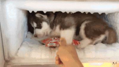 多少度狗狗会中暑,狗狗中暑打什么药