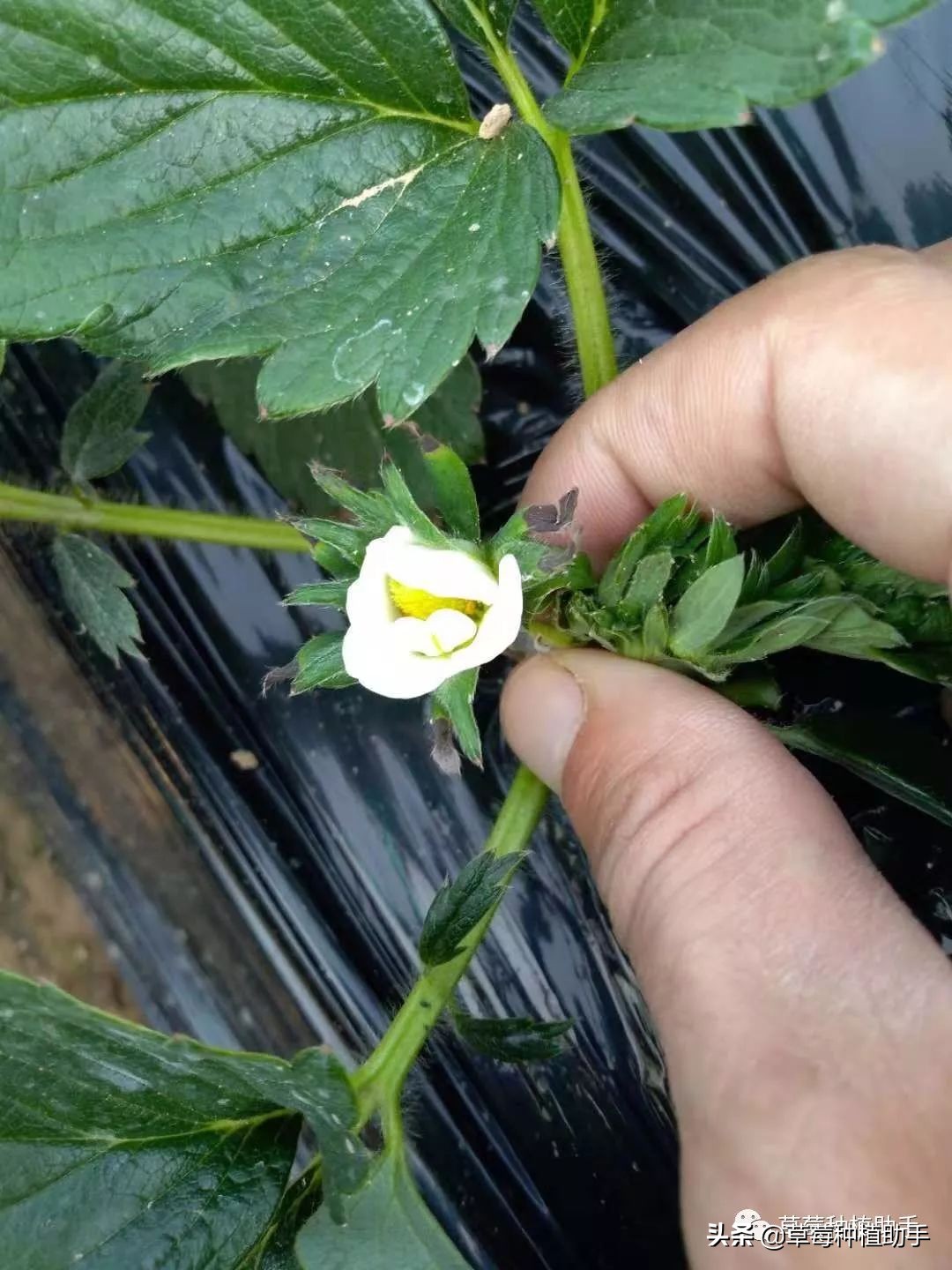 草莓铺地膜前多久不要浇水,草莓铺膜前注意什么