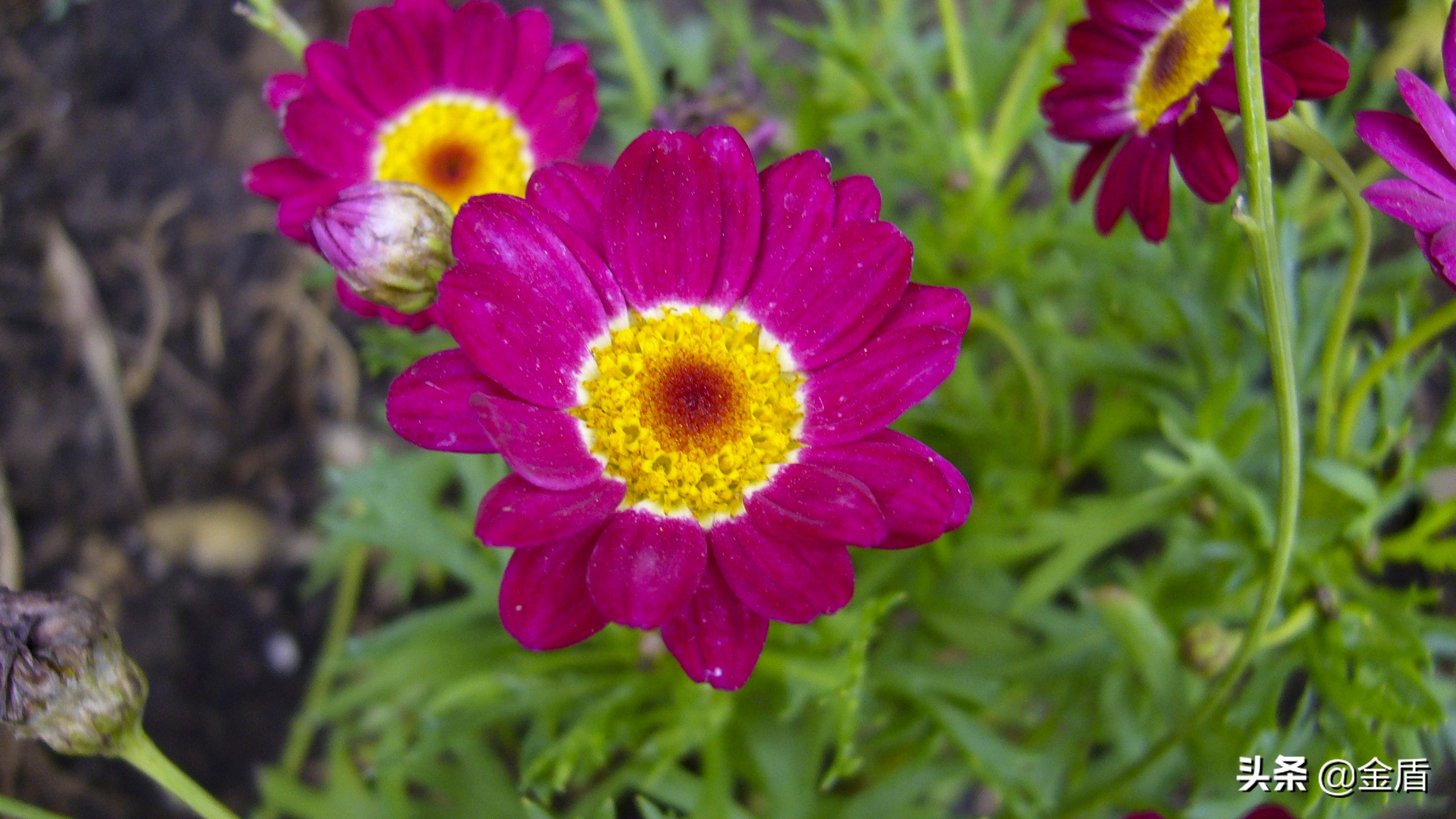 木茼蒿图文,五彩斑斓的观叶植物