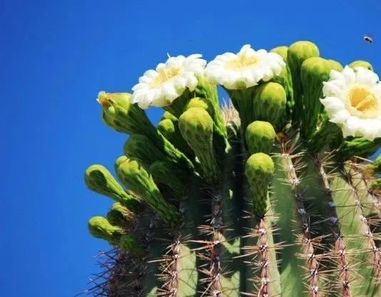 世界地图及各国国花,世界各国的国花完整版