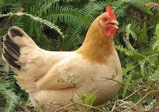 呼吸道这个病为什么治不好,呼吸道经常出问题怎么回事