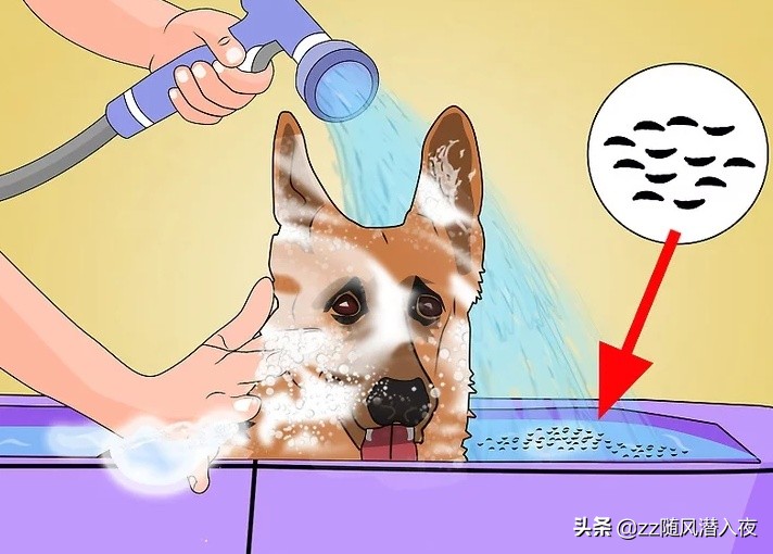 洗洁精能杀死鸡虱子吗,洗洁精可以除掉虱子吗