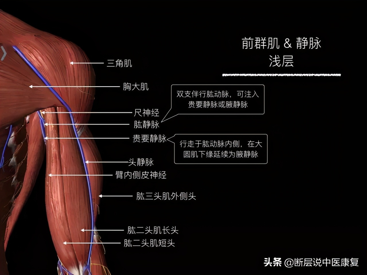 手臂人体解剖图讲解,手臂上举3d肌肉解剖讲解