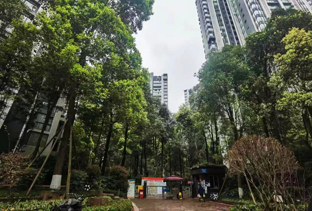 内金沙即将上新，值不值？