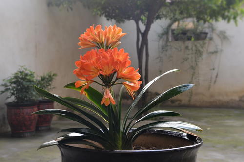 怎么养好君子兰避开5大误区,养好君子兰首先要改掉3个坏习惯