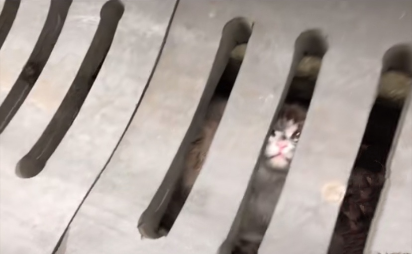 下水道里的猫，向好心人招手，从此改变了猫生