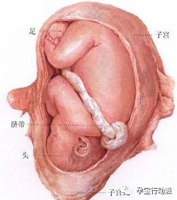 孕期周刊第14周,孕期记录30周