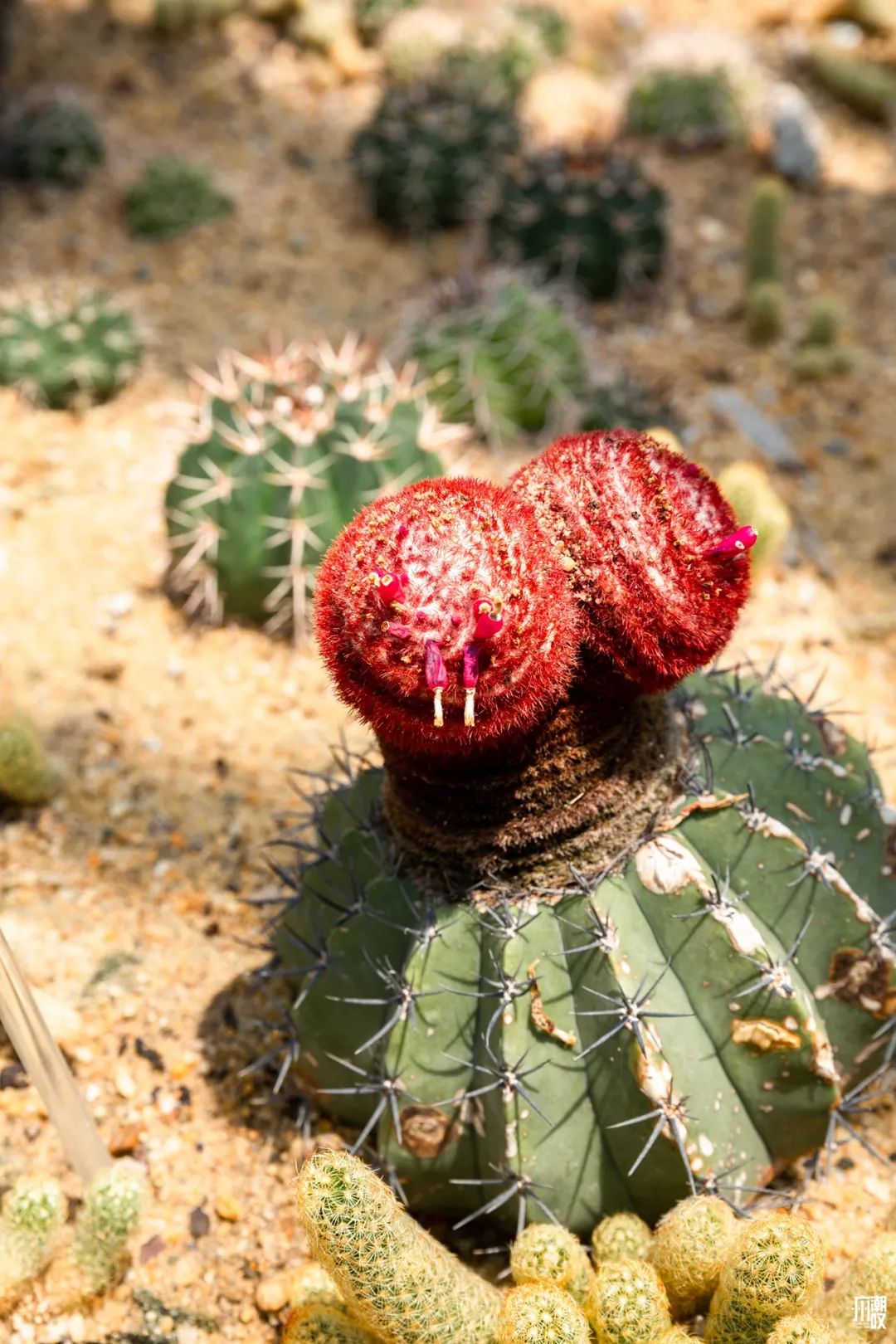 300+万㎡原始森林秘境，天河就有