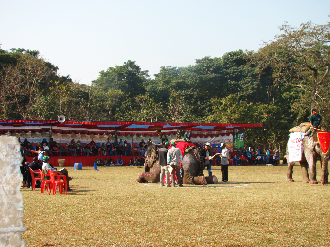 大象足球大赛,大象足球赛