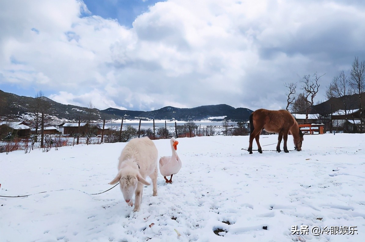 小动物永远都幸福,小动物长得最美也最可爱