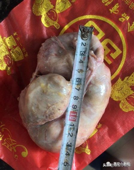 台商区｜宰杀8斤老母鸡，肚内1斤“鸡宝”！能卖多少？